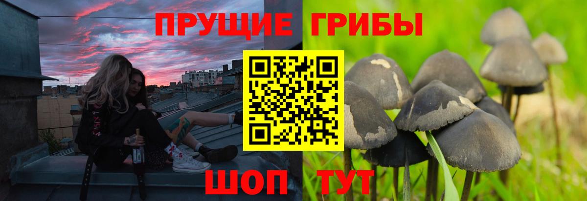 Одинцово  Псилоцибиновые грибы Psilocybe  Псилоцибиновые грибы прущие грибы  Вход с VPN 